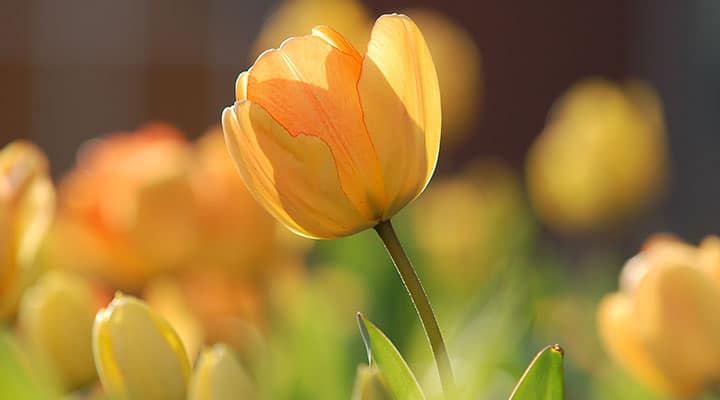 The Seed is Wisdom, But the Real Flower is in Our Actions