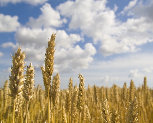 Helpful Links to Celebrate Shavuot